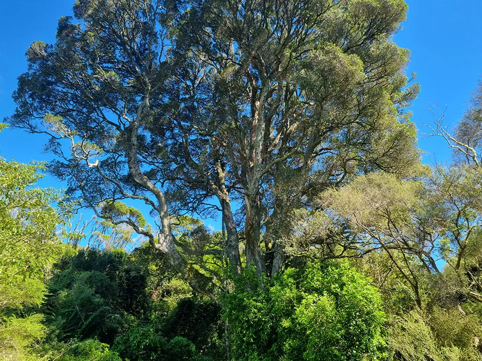 The great northern rata emerging out of surrounding native forest